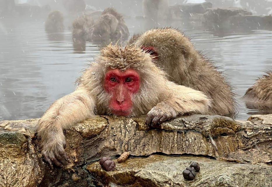 Private Snow Monkey Zenkoji Temple Sightseeing Day Tour - Customer Experience and Reviews