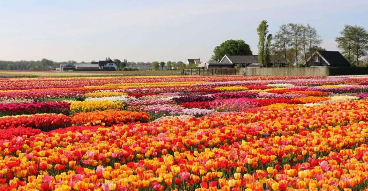 Private Tour to Tulips, Keukenhof, Windmills & Cheese Farm - Tour Availability