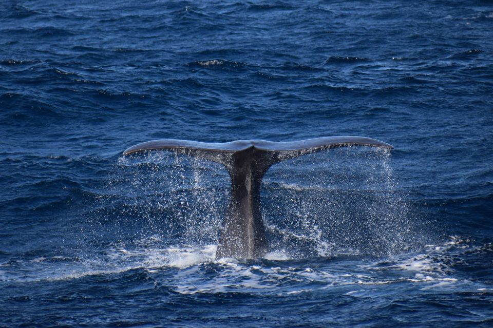 Rabo De Peixe: Sperm Whale Sanctuary Expedition - Recommendations