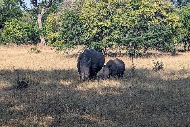 Rhino Walking Safari - Transportation and Logistics