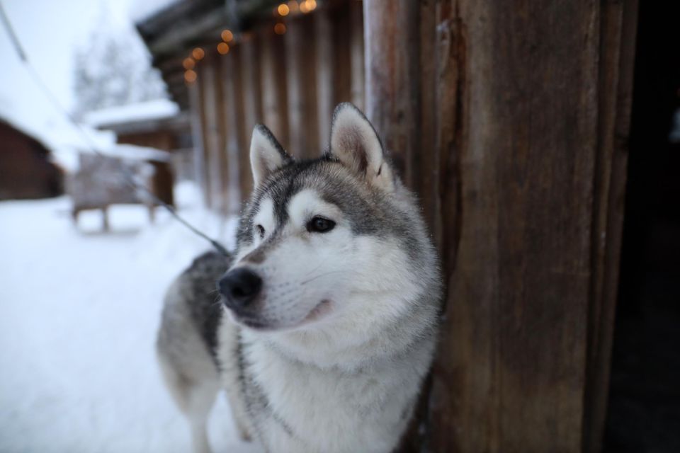 Rovaniemi: Husky and Reindeer Farm Visit With Sleigh Rides - Pickup and Drop-off Details