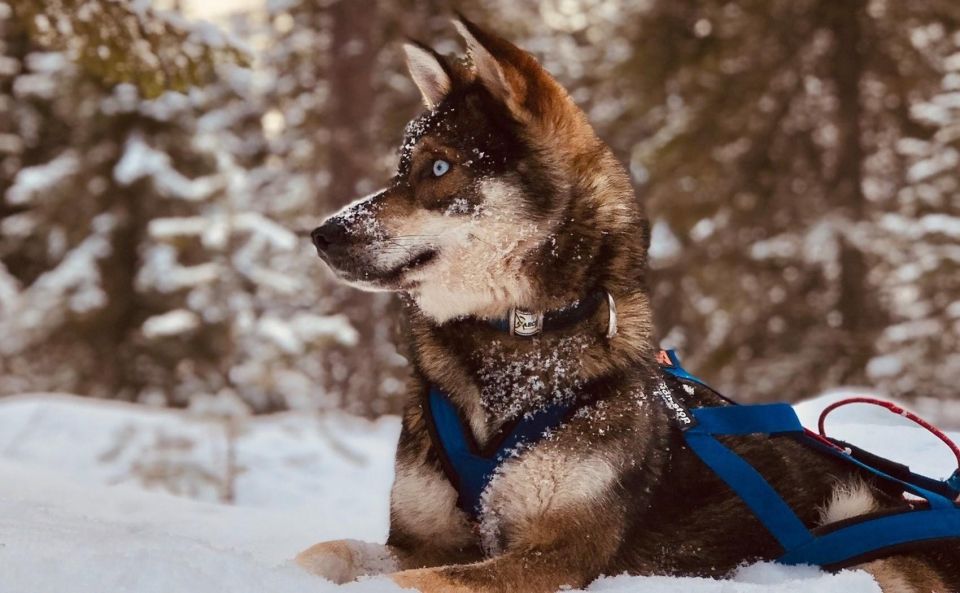 Rovaniemi: Husky Safari Tour & 6-10 Km Self-Driving Mushing - Encountering Wildlife in Lapland