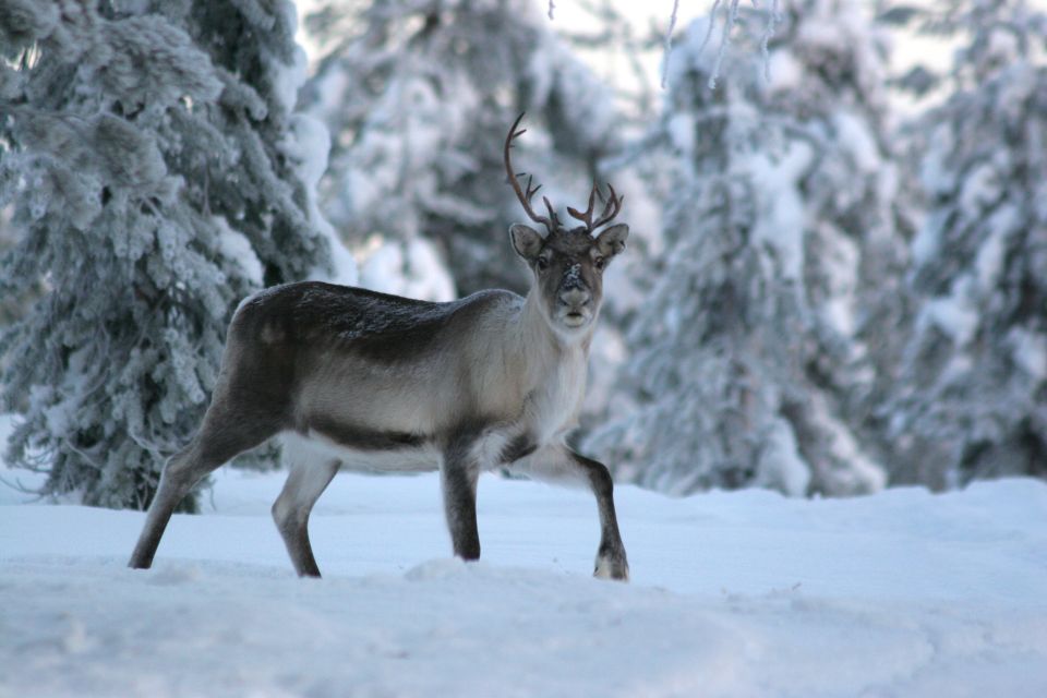 Rovaniemi: Reindeer Sleigh Ride With Hot Drink and Cookies - Hot Drink and Cookies Served