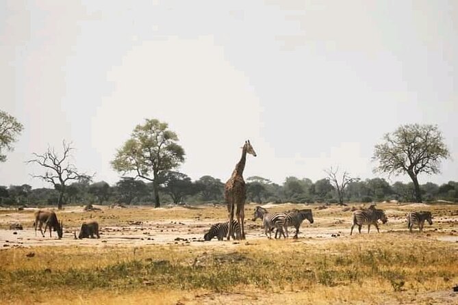 Safari Game Drive in Zambezi National Park - Exploring Zambezi National Park