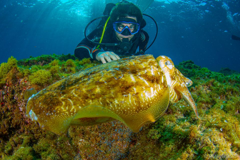 Santa Cruz De Tenerife: Introductory Diving Course & 2 Dives - Booking and Cancellation Information