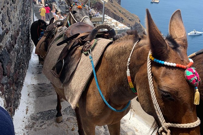 Santorini Local Life Full Day Tour - Scenic Vantage Points