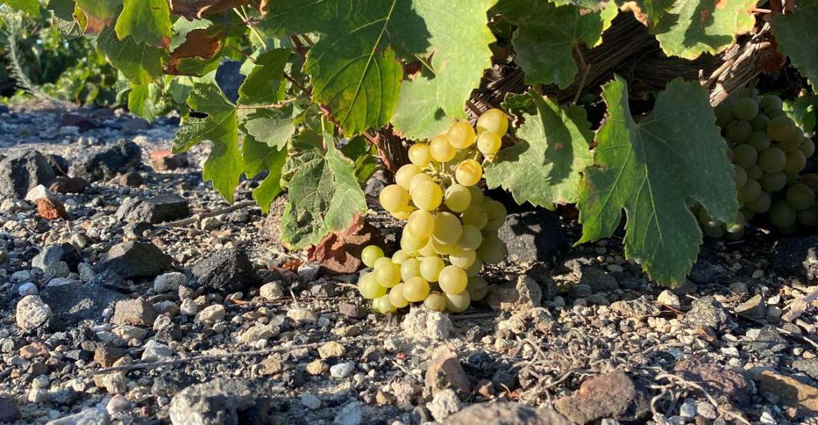 Santorini Private Wine Tour for Wine Enthusiasts - Exploring Centenary Vineyards