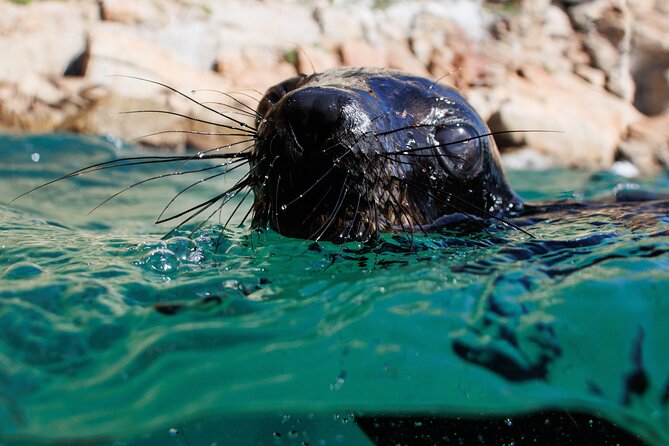 Seal Swimming Activity in Plettenberg Bay - Additional Tips and Recommendations