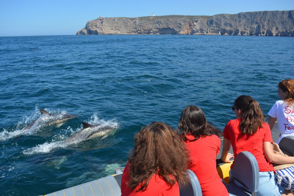 Sesimbra: Dolphin Watching Boat Tour With Biologist Guide - Snorkeling and Swimming