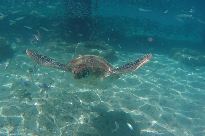 Snorkel With Turtles & Kenepa Grandi Beach: Nr.1 Island Day Trip - Snorkeling With Sea Turtles at Playa Grandi