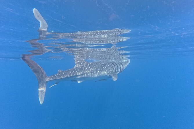 Snorkeling Experience at Ad Daymaniyat Islands in Muscat - Memorable Moments Underwater