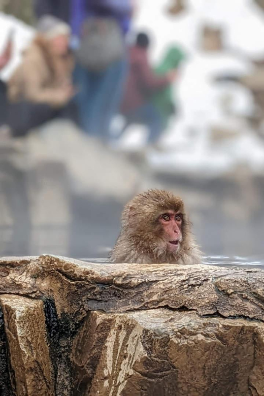 Snow Monkeys, Nagano, Zenkoji Temple & Sake Day Trip - Frequently Asked Questions