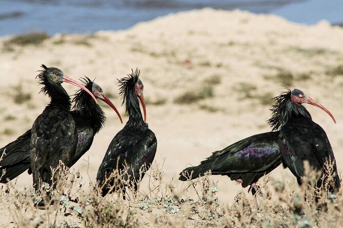 Souss Massa National Park Half Day Trip From Agadir - Booking and Cancellation