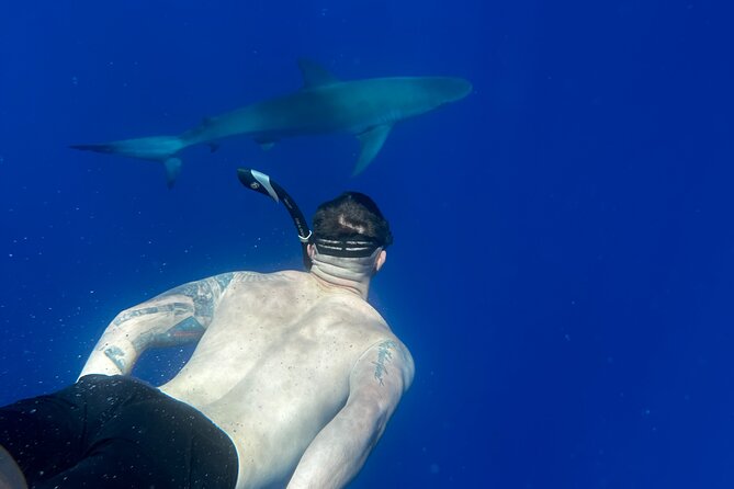 Swim With Sharks (Cage-Free) - What to Expect Underwater