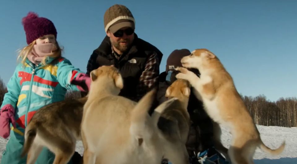 Talkeetna: Alaskan Winter Dog Sledding Experience - Interaction With Sled Dog Puppies