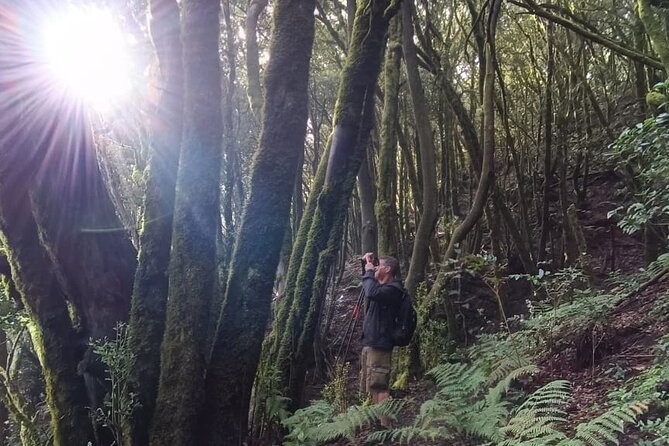 Tenerife: Hiking Through Enchanted Laurel Forest Above Masca - Cancellation Policy