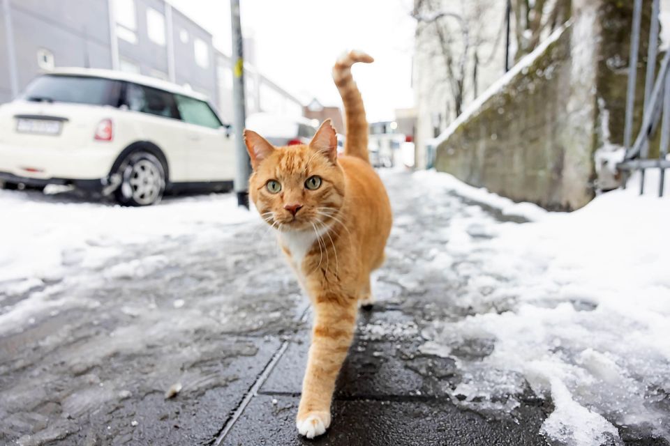 The Private Reykjavik CatWalk - Laugavegur Street Sightseeing