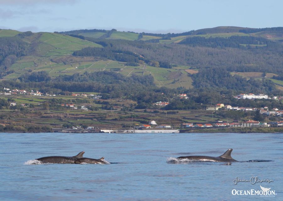 Third Island: Whale and Dolphin Watching Boat Excursion - Customer Experience and Reviews