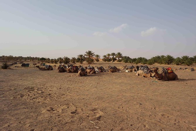 Two Days in the Zagora Desert, Drâa Valley From Marrakech - Accessibility and Suitability