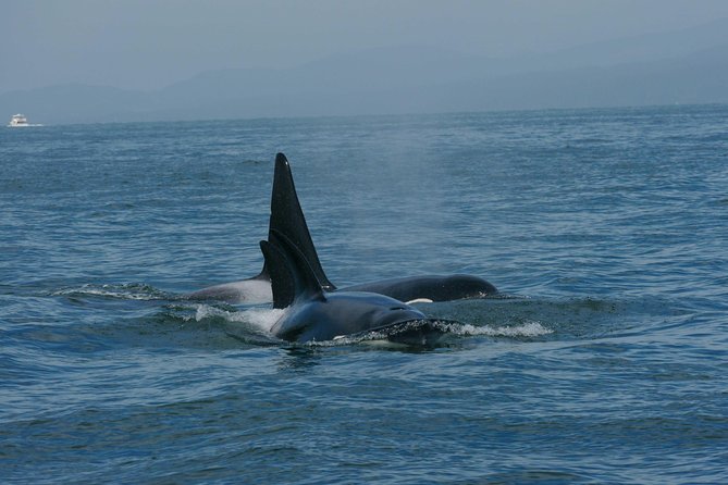 Vancouver Whale Watching Safari - Policies and Restrictions