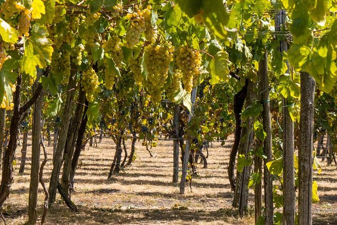 Vesuvius & Vineyard Select From Sorrento - Group Size and Physical Requirements