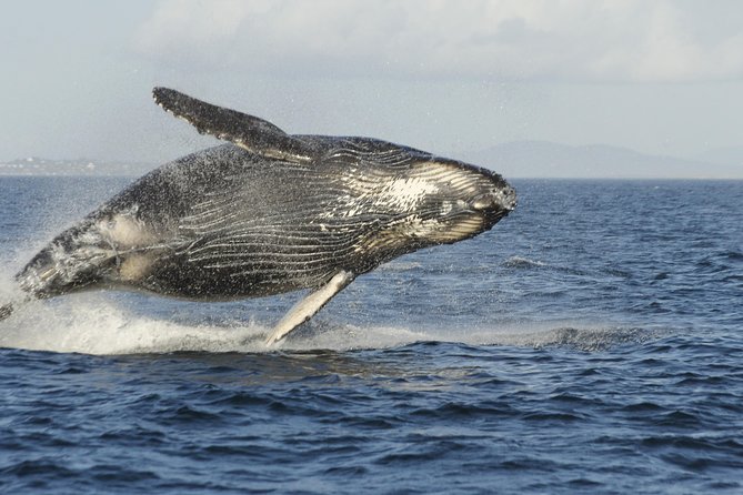 Victoria Whale Watch Tour - Native Species to Spot