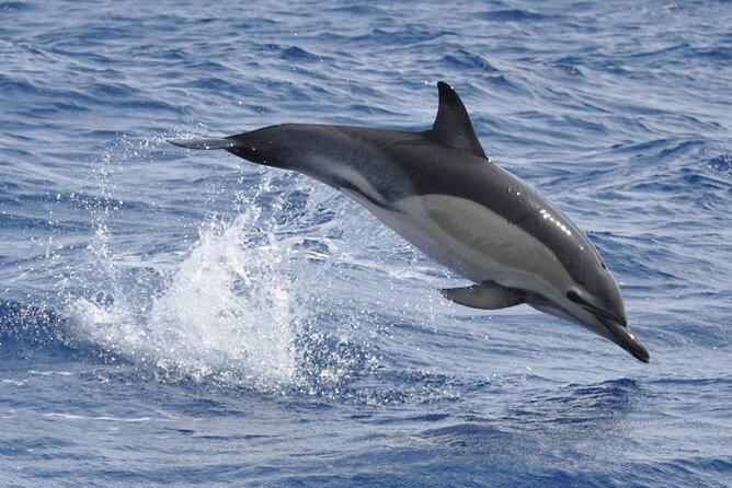 Whale and Dolphin Watching Tour on Pico Island - Wildlife Encounters