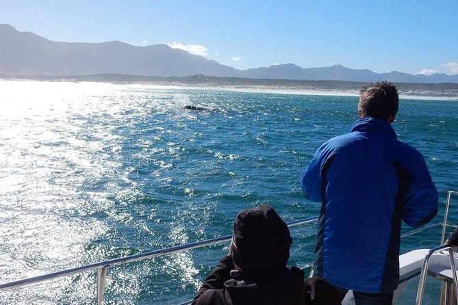 Whale Watching Hermanus - Boat Base - Companys Response