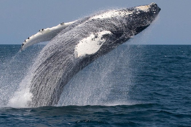 Whale Watching Trips to Stellwagen Bank Marine Sanctuary. Guaranteed Sightings! - Accessible and Family-Friendly Excursion