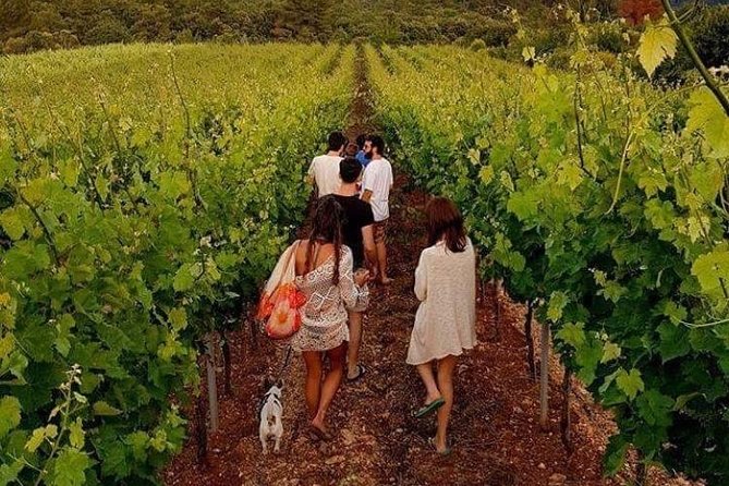 Wine Tasting in Vieste - Private Transportation Available