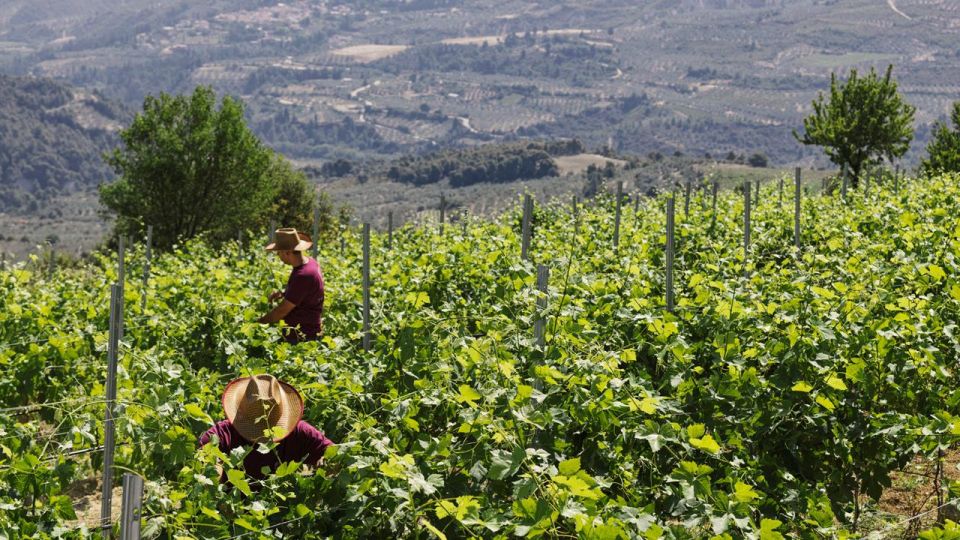 Wine Tasting Tour in Nemea and Visit Tour in Nafplio - Included and Optional Costs