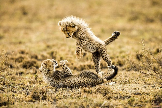 12 Days Best Of Kenya and Tanzania Safari - Luxury - Wildlife Viewing Experiences