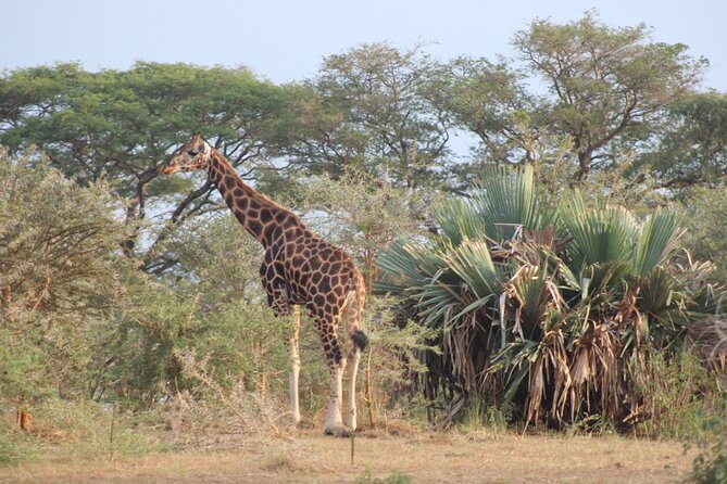 2 Day Lake Mburo National Park Wildlife Safari - What to Expect