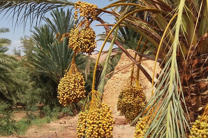 2 Days 1 Night To Zagora Desert From Marrakech - What to Expect