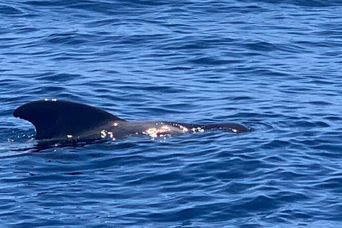 2 Hour Trip to See Whales Dolphins Puerto Colon Adeje - Whale and Dolphin Sightings