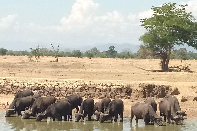 3 Days Safari to Mikumi NP - Accommodation Inside the Park - Park Fees