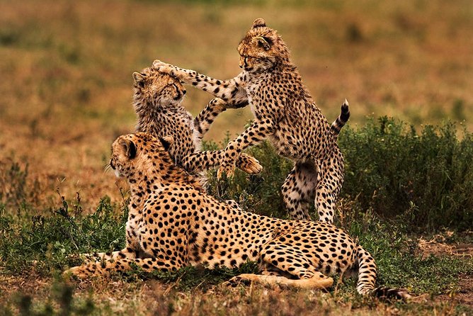 3 Days Tarangire, Manyara & Ngorongoro Joining Group Safari Tour Tanzania - Scenery of Lake Manyara