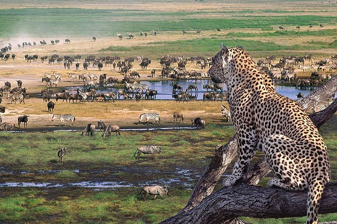 4 Days 3 Nights Tarangire Serengeti & Ngorongoro Lodge Safari - Accessibility for Wheelchair and Stroller