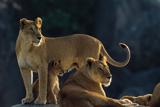 4 Days Experience Big Five in Tarangire, Serengeti & Ngorongoro Safari - Transportation and Logistics