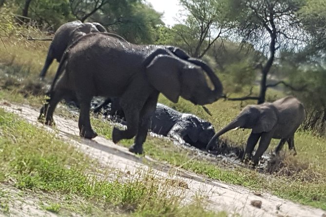 4 Days Tarangire,Serengeti & Ngorongoro Mid Range Camping Safari Tour Tanzania - Trip Highlights and Exclusions