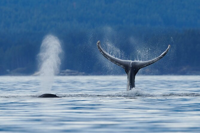 4 Hr Into the Wild Whales & Wildlife Adventure - Cancellation and Refund Policy