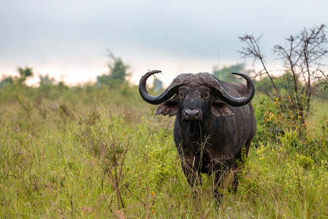 5 Days Budget Safari in Tanzania - Accommodations and Meals