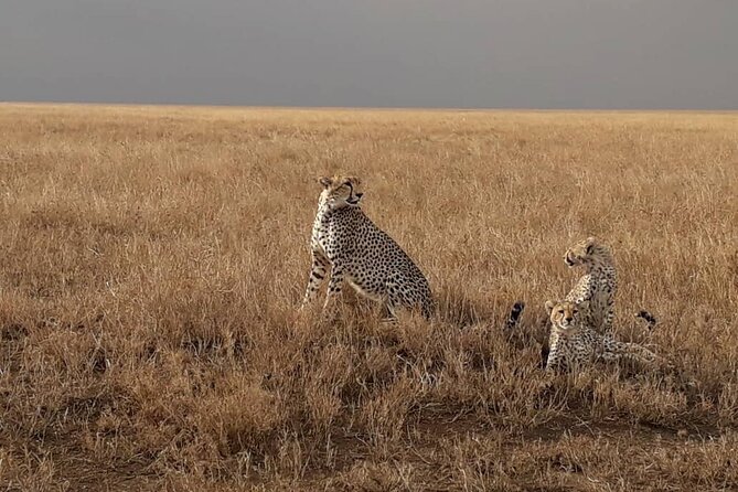 5 Days Tanzania Group Joining Safari, Tarangire/Serengeti/Ngorongoro Crater - Cancellation Policy