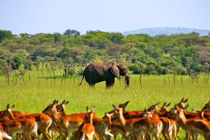 A Day Trip To Selous Fly From Zanzibar - Accessibility and Limitations