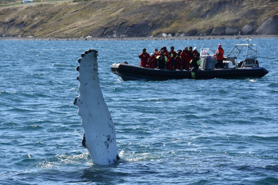 Akureyri: 2–Hour Whale Watching Express by RIB Speedboat - Getting to the Departure Point