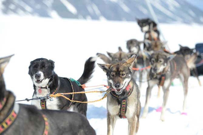 Alaska Helicopter and Glacier Dogsled Tour - ANCHORAGE AREA - Prohibited Items