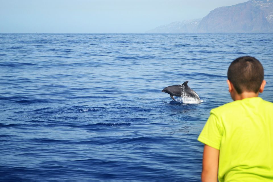 All Inclusive Whale and Dolphin Watching Luxury Tour - Swimming and Snorkeling