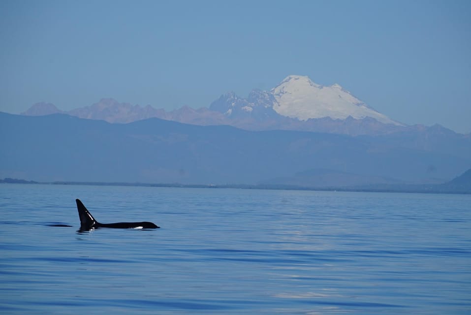 Anacortes: Whale and Orca Boat Tour Near Seattle - Cancellation and Refund Policy