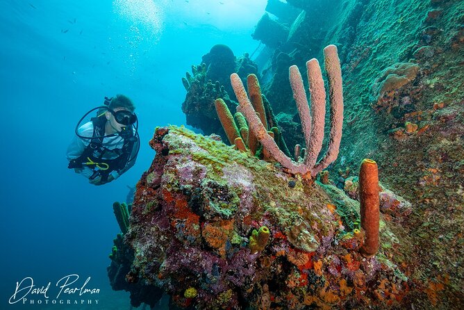 Aruba One or Two Tank Scuba Dive - Small Group for Personalized Attention