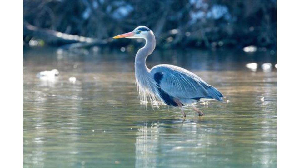 Austin: Lady Bird Lake Kayaking Tour - Activity Details